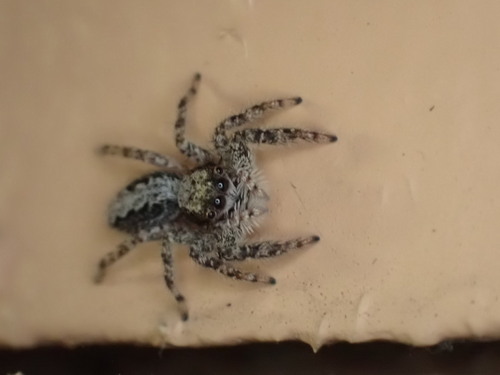 California Flattened Jumping Spider