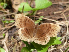 Junonia gregorii