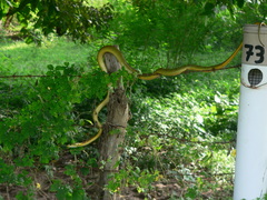 Chironius spixii