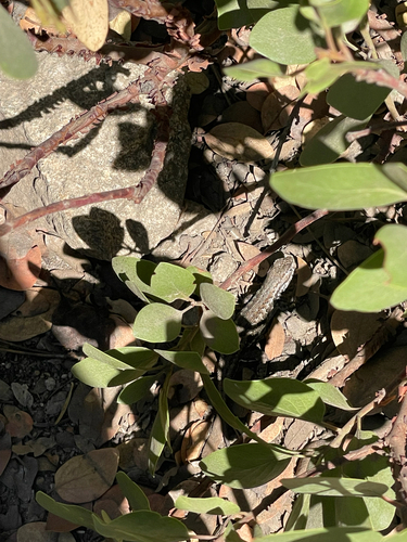 iNaturalist observation photo of Western Fence Lizard
