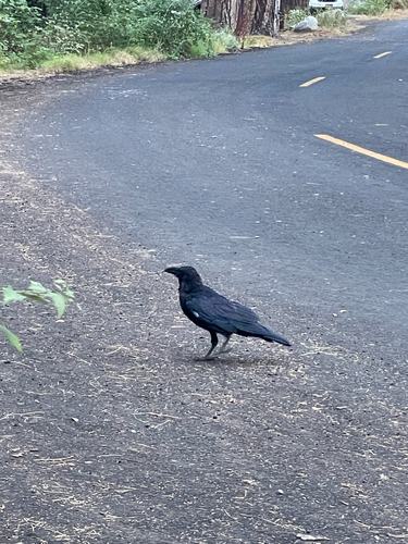 iNaturalist observation photo of Common Raven