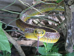 Chironius spixii
