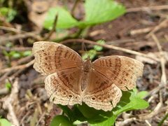 Junonia gregorii