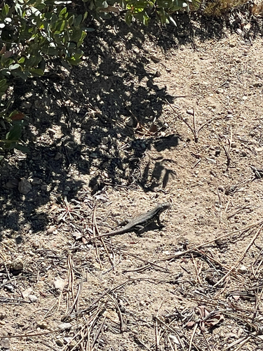 iNaturalist observation photo of Spiny Lizards