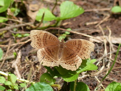 Junonia gregorii