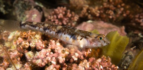 Painted Goby