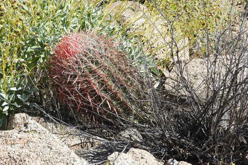 Fire Barrel Cactus