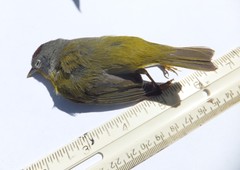 Leiothlypis ruficapilla