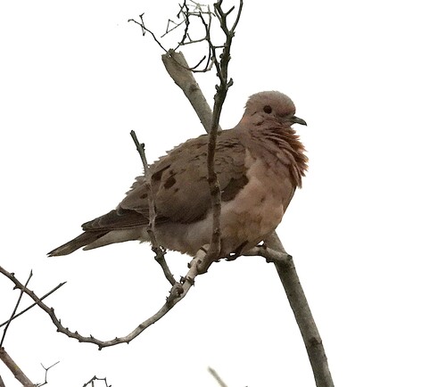 Eared Dove