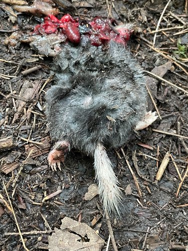 Hairy-tailed Mole observed by gis1