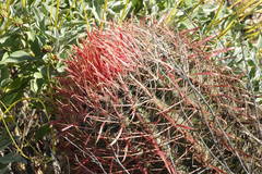 Ferocactus gracilis