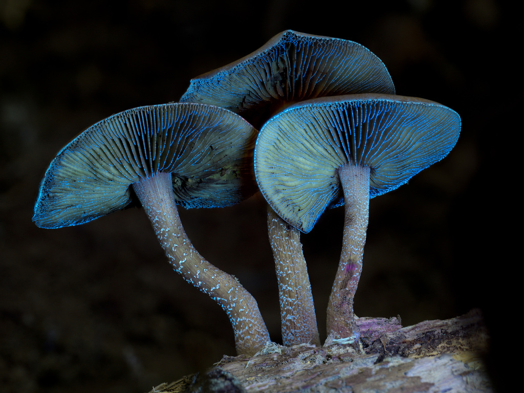Attenuated Fieldcap · August 2026 · photo: Photo: (c) Alan Rockefeller, some rights reserved (CC BY) · iNaturalist