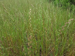 Lolium multiflorum