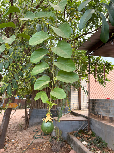 Winged-Stem Passion Flower