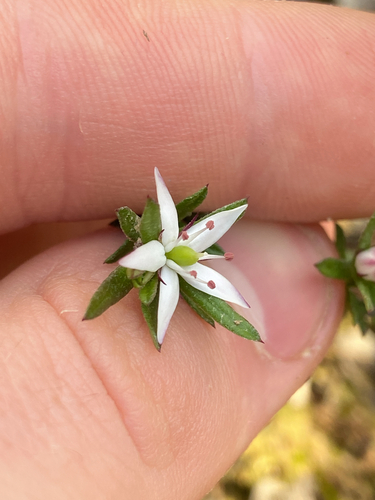 white marianth
