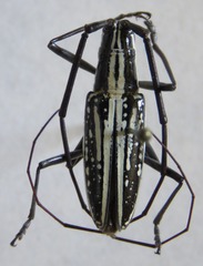 Ptychodes politus lecontei