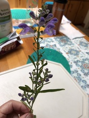 Scutellaria integrifolia