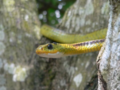 Chironius spixii