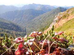 Tephroseris newcombei