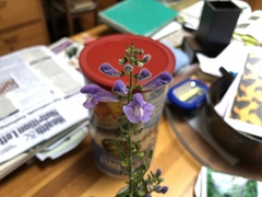 Scutellaria integrifolia