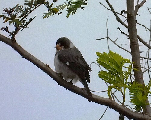 White-throated Seedeater
