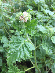 Phacelia malvifolia
