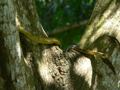 Chironius spixii