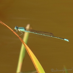 Pseudagrion australasiae