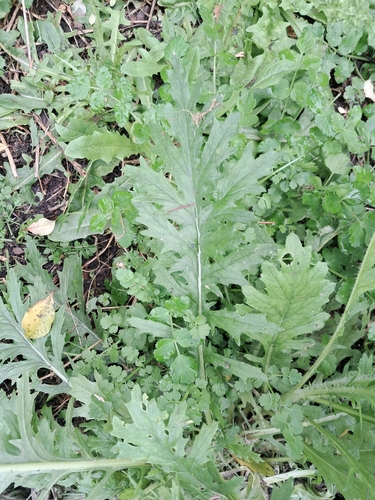 Senecio esleri, photograph 5