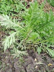 Senecio esleri, photograph (c) Pluto Hooper, some rights reserved (CC BY)