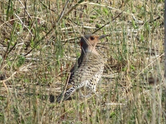 Colaptes auratus auratus