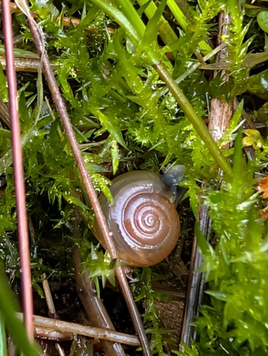 Oxychilus cellarius observed 2026-08-23