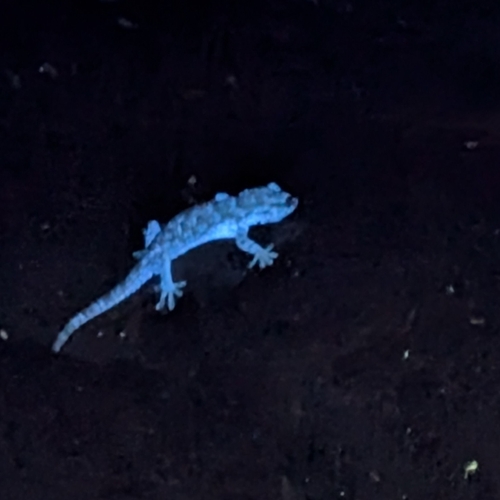 Moorish Gecko