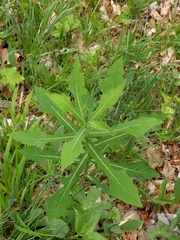Hieracium prenanthoides