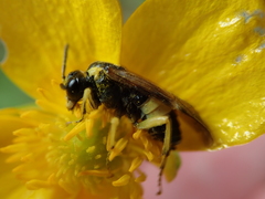 Tenthredo talyshensis