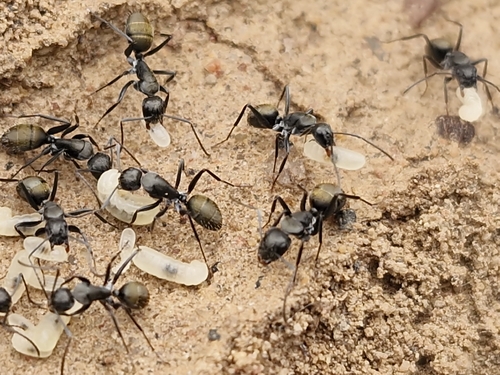 Golden-tailed Sugar Ant