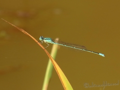 Pseudagrion australasiae