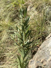 Searsia pondoensis image