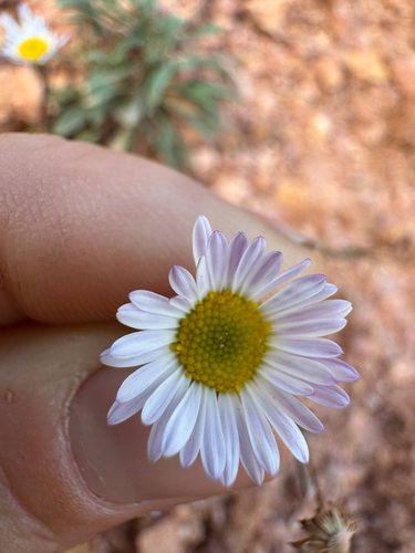 Erigeron flagellaris observed 2026-08-21