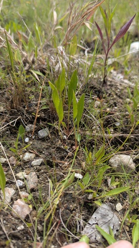 Viola lanceolata, photograph 5