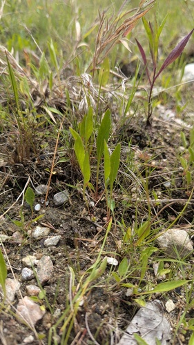 Viola lanceolata, photograph 6