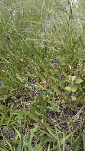Viola lanceolata, photograph 4