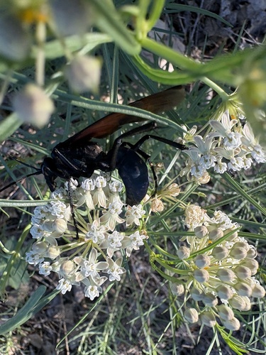 Thisbe's Tarantula-hawk Wasp