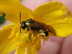 Tenthredo talyshensis