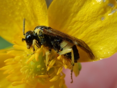 Tenthredo talyshensis