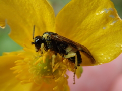Tenthredo talyshensis