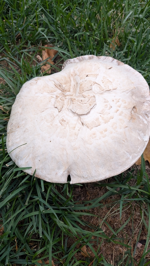 Salt-loving Agaricus · August 2026 · photo: Photo: (c) threepenpals, some rights reserved (CC BY) · iNaturalist