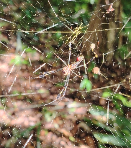 Golden Silk Spider