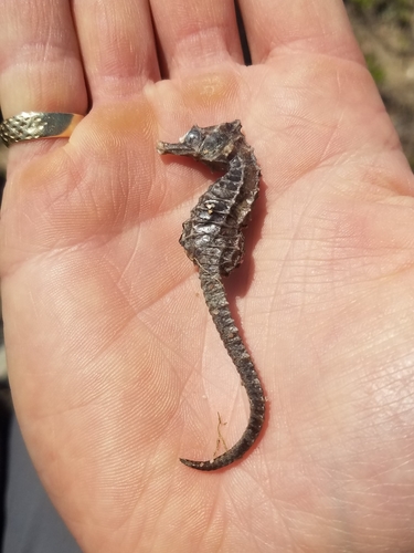 Northern Seahorse photographed in New York