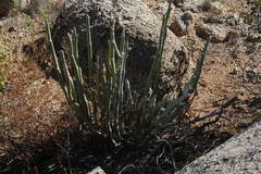 Euphorbia lomelii